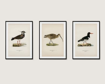 Wetland Bird Collection Wall Art Print Poster | Lapwing Curlew Oystercatcher | 3x High Quality Home Decor Nature Set Of 3