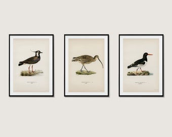 Wetland Bird Collection Wall Art Print Poster | Lapwing Curlew Oystercatcher | 3x High Quality Home Decor Nature Set Of 3