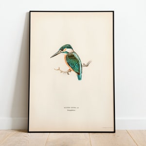 Stampa artistica da parete con uccello martin pescatore comune, poster / Decorazione per la casa classica d'archivio di alta qualità, stampa artistica vintage con uccelli, natura