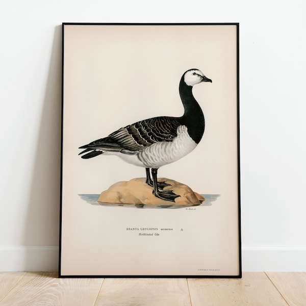 Barnacle Goose Bird Wall Art Print Poster | High Quality Archival Classic Home Decor Giclee Vintage Bird Nature Artwork Print