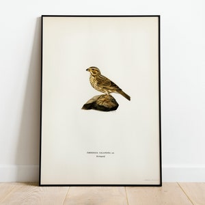 Póster con impresión artística de pared de pájaro banderín de maíz / Decoración clásica para el hogar de archivo de alta calidad Giclée Obra de arte vintage de pájaro natural