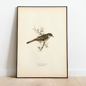 Barred Warbler Male Bird Wall Art Print Poster | High Quality Archival Classic Home Decor Giclee Vintage Nature Bird Artwork