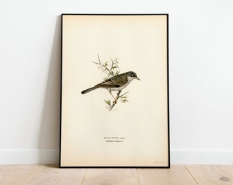 Versperde grasmus mannelijke vogel muurkunst poster print | Hoogwaardig archief klassiek woondecoratie Giclee vintage natuurvogelkunstwerk