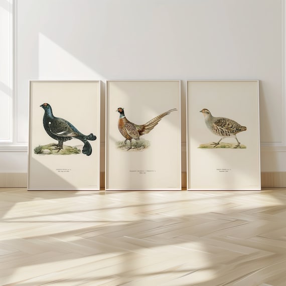 Pheasant Patridge Grouse Set of 3 Prints - Game Bird Posters