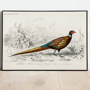 Vintage Pheasant Bird Wall Art Print Poster | A3 A4 A5 | High Quality Classic Home Decor Tropical Print Art Deco Painting Illustration Gift