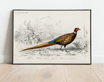 Vintage Pheasant Bird Wall Art Print Poster | A3 A4 A5 | High Quality Classic Home Decor Tropical Print Art Deco Painting Illustration Gift