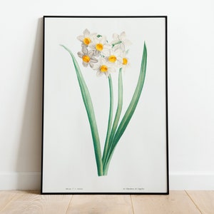 White Daffodil Botanical Wall Art Print Poster | A3 A4 A5 | High Quality Classic Home Decor Vintage Art Deco Minimalist Floral Flowers