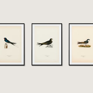 Swallows Bird Collection Wall Art Print Poster | Swallow Swift House Martin | 3x High Quality Home Decor Nature Set of 3