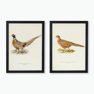 Poster con stampa artistica da parete della collezione di uccelli fagiano dal collare / 2x set di 2 opere d'arte vintage di uccelli della natura di alta qualità per la casa
