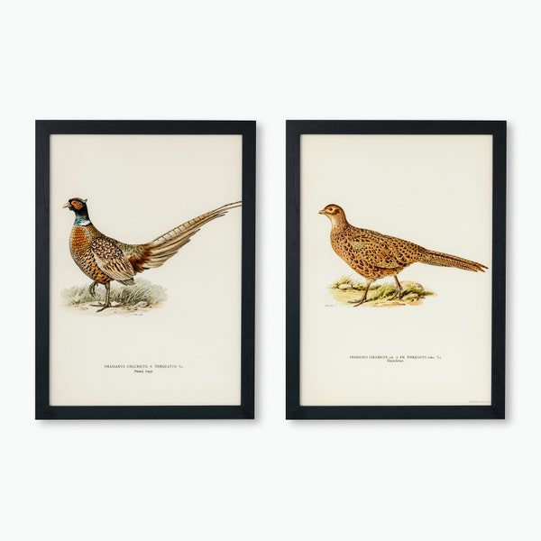 Ring-Necked Pheasant Bird Collection Wall Art Print Poster | 2x High Quality Home Decor Vintage Nature Bird Artwork Set Of 2