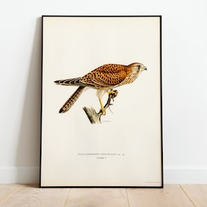 Kestrel Female Bird Of Prey Wall Art Print Poster | High Quality Archival Classic Home Decor Giclee Vintage Nature Artwork Print