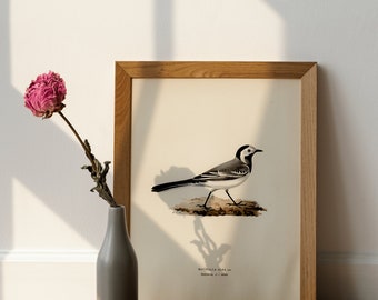 Din A4 Kunstdruck „Bachstelze“ – Hochwertiger Natur-Druck Auf Mattem Fotopapier (230 G/m²)