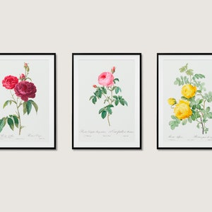 Botanical Set Of 3 Rose Print Collection Wall Art Posters | 3x A3 A4 A5 | High Quality Classic Flowers Home Decor Art Deco
