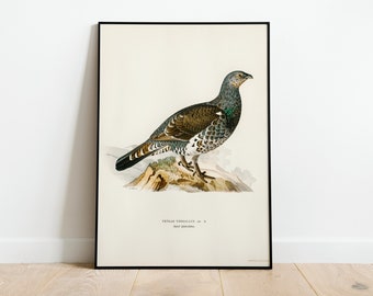 Peut inclure: Une illustration vintage d'un oiseau noir et brun avec un cou vert, perché sur un rocher. L'oiseau est un Tetrao Urogallus, une espèce de tétras. L'illustration est encadrée en noir.