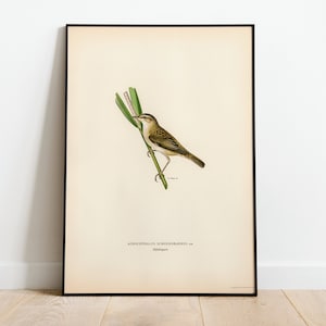 Póster con impresión artística de pared de pájaro curruca carricerina / Decoración clásica para el hogar de archivo de alta calidad Giclée Obra de arte vintage de aves naturales
