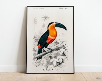 Pôster de arte de parede de pássaro tucano vintage | A3 A4 A5 | Decoração de casa clássica de alta qualidade Impressão tropical Pintura Art Déco Ilustração Presente
