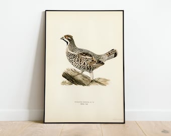 Hazel Grouse Game Bird Wall Art Print Poster | High Quality Archival Classic Home Decor Giclee Vintage Nature Artwork Bird Print