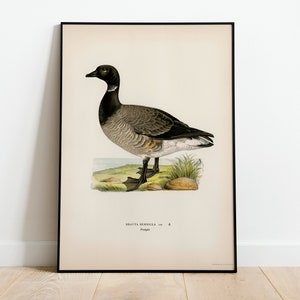 Brent Goose Bird Wall Art Print Poster | High Quality Archival Classic Home Decor Giclee Vintage Nature Artwork Bird Print