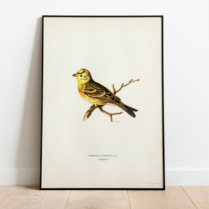 Yellowhammer Male Bird Wall Art Print Poster | High Quality Archival Classic Home Decor Giclee Vintage Nature Artwork Bird Print