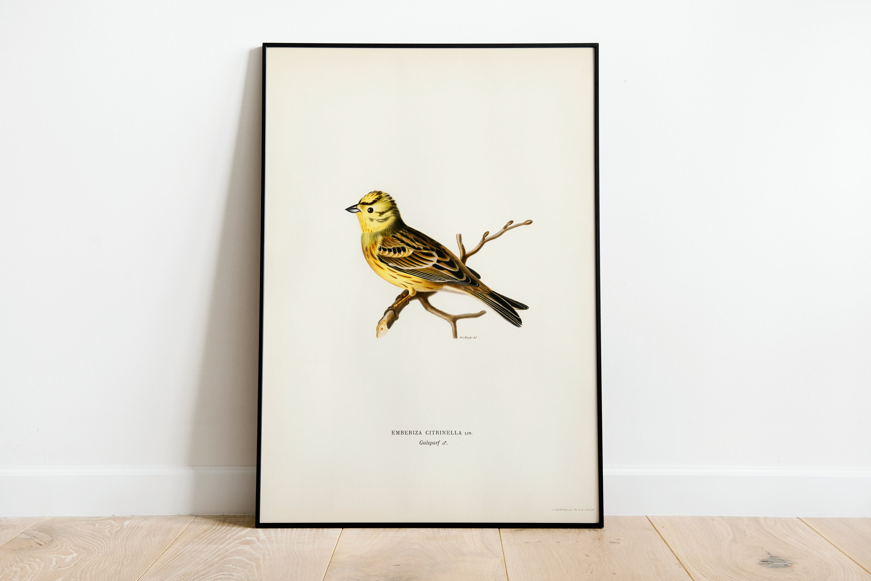 Yellowhammer Male Bird Wall Art Print Poster A3 A4 A5 High - Etsy
