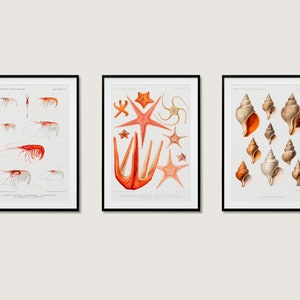 Vintage Starfish Marine Print Collection | 3x A3 A4 A5 | Home Decor Retro Ocean Sea Beach Coastal Nautical Animal Wall Art Set of 3