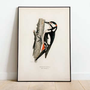 Great Spotted Woodpecker Bird Wall Art Print Poster | High Quality Archival Classic Home Decor Giclee Vintage Nature Artwork
