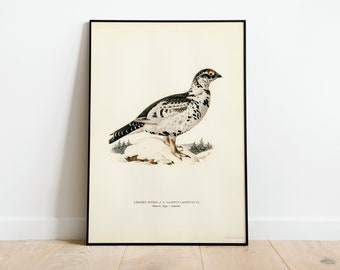 Peut inclure: Une illustration vintage d'un lagopède à queue blanche, une espèce de grouse, debout sur un rocher enneigé. L'oiseau a des plumes noires et blanches et un œil rouge. L'illustration est encadrée en noir.