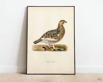 Peut inclure: Illustration vintage d'un Lagopus Lagopus brun et blanc, également connu sous le nom de Lagopède des saules, debout sur un lit de feuilles brunes et d'herbe verte. L'illustration est encadrée en noir.