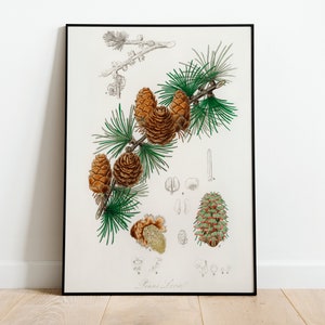 Pine Cone Botanical Illustration Wall Art Print Poster | A3 A4 A5 | High Quality Classic Photo Gift Flowers Home Decor Vintage Art Deco