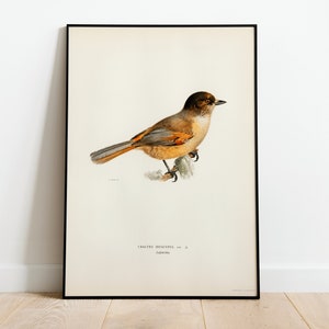 Siberian Jay Bird Wall Art Print Poster | High Quality Archival Classic Home Decor Giclee Vintage Nature Artwork Bird Print