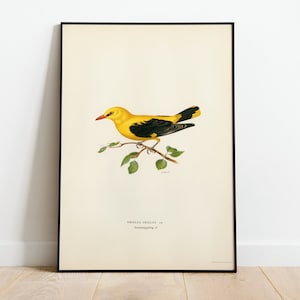 Wielewaal mannelijke vogel muurkunst poster print | Hoogwaardig archief klassiek woondecoratie Giclee vintage natuurkunstwerk vogelafdruk