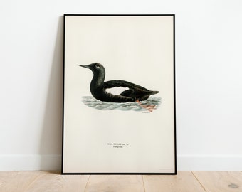 Poster impression d'art mural guillemot à thème noir | Décoration d'intérieur classique d'archives de haute qualité, giclée vintage, oeuvre d'art d'oiseaux de la nature