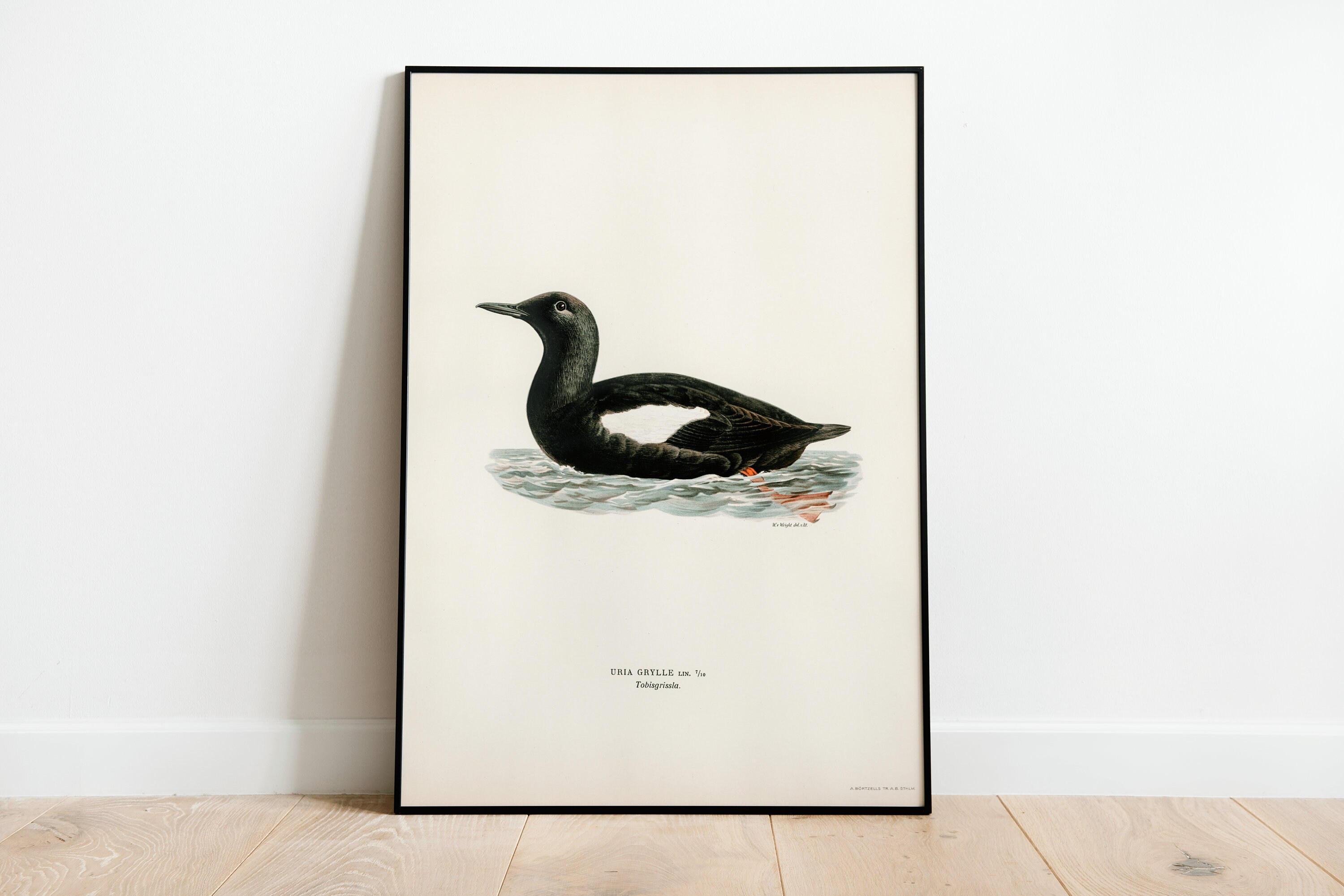 Black Guillemot Bird Wall Art Print Poster | High Quality Archival Classic Home Decor Giclee Vintage Nature Bird Artwork