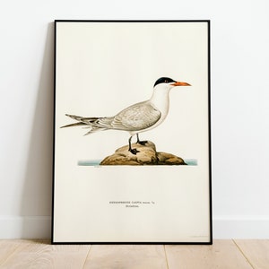 Caspian Tern Sea Bird Wall Art Print Poster | High Quality Archival Classic Home Decor Giclee Vintage Nature Artwork Bird Print