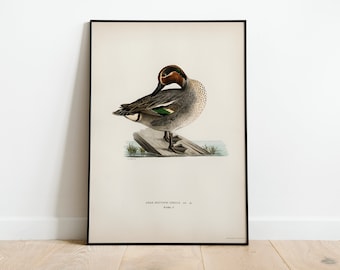 Teal Duck Bird Wall Art Print Poster | High Quality Archival Classic Home Decor Giclee Vintage Nature Artwork Bird Print