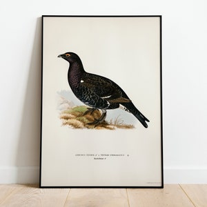 Birkhuhn Hybird Wild Vogel Wand Kunst Print Poster | Hochwertiges Archival Classic Home Decor Giclee Vintage Natur Vogel Kunstwerk