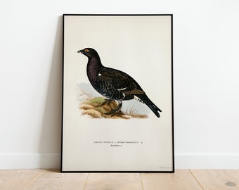 1960 Black Grouse Poster for Cabincore Vintage Bird Wall Home