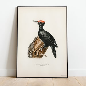 Black Woodpecker Bird Wall Art Print Poster | High Quality Archival Classic Home Decor Giclee Vintage Nature Artwork Bird Print