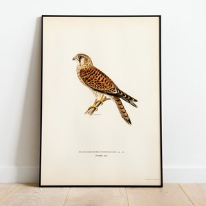 Kestrel Bird Of Prey Wall Art Print Poster | High Quality Archival Classic Home Decor Giclee Vintage Nature Artwork Bird Print