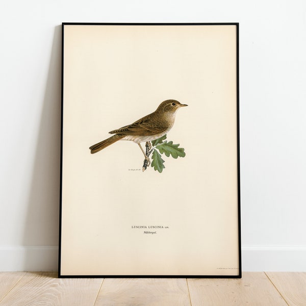 Grive Rossignol Oiseau Mur Art Imprimer Affiche | Haute qualité archivistique classique décor à la maison giclée vintage Nature œuvre oiseau impression