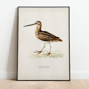 Snipe Bird Wall Art Print Poster | High Quality Archival Classic Home Decor Giclee Vintage Nature Bird Artwork