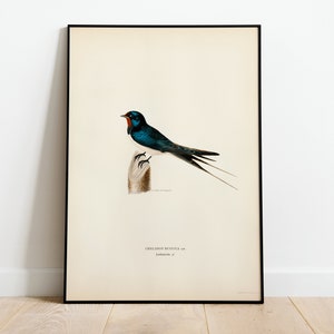 Barn Swallow Male Bird Wall Art Print Poster | High Quality Archival Classic Home Decor Giclee Vintage Nature Artwork Bird Print