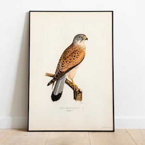 Póster con impresión artística de pared de ave rapaz cernícalo / Impresión artística de naturaleza de aves vintage Giclée de decoración clásica para el hogar de archivo de alta calidad