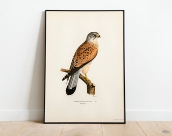 Poster impression d'art mural oiseau de proie crécerelle | Impression giclée vintage de haute qualité pour décoration d'intérieur classique d'archives, nature oiseau