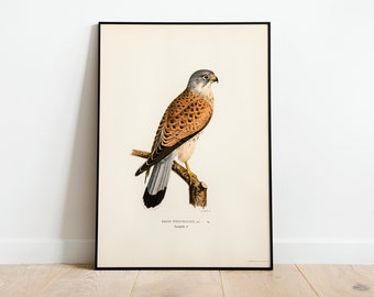 Kestrel Bird Of Prey Wall Art Print Poster | High Quality Archival Classic Home Decor Giclee Vintage Bird Nature Artwork Print