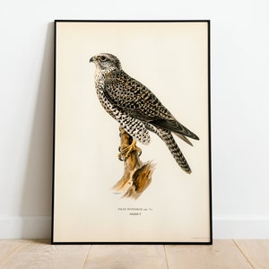 Gyrfalcon Bird Of Prey Wall Art Print Poster | High Quality Archival Classic Home Decor Giclee Vintage Bird Nature Artwork Print