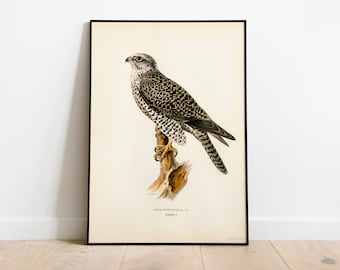 Póster con impresión artística de pared de ave rapaz gerifalte/impresión artística de naturaleza de aves vintage Giclée de decoración clásica para el hogar de archivo de alta calidad