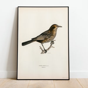 Blackbird Female Bird Wall Art Print Poster | High Quality Archival Classic Home Decor Giclee Vintage Nature Artwork Bird Print