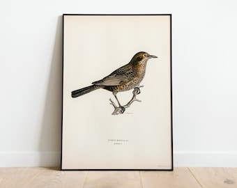 Väggkonsttryck av koltrast, honfågel | Högkvalitativt arkiv, klassisk heminredning, giclée, vintage naturkonstverk, fågeltryck