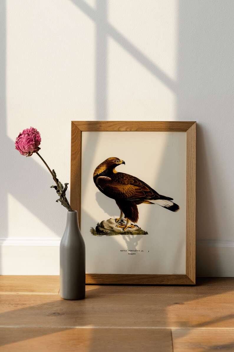 Golden Eagle Bird of Prey Wall Art Print Poster | High Quality Archival ...